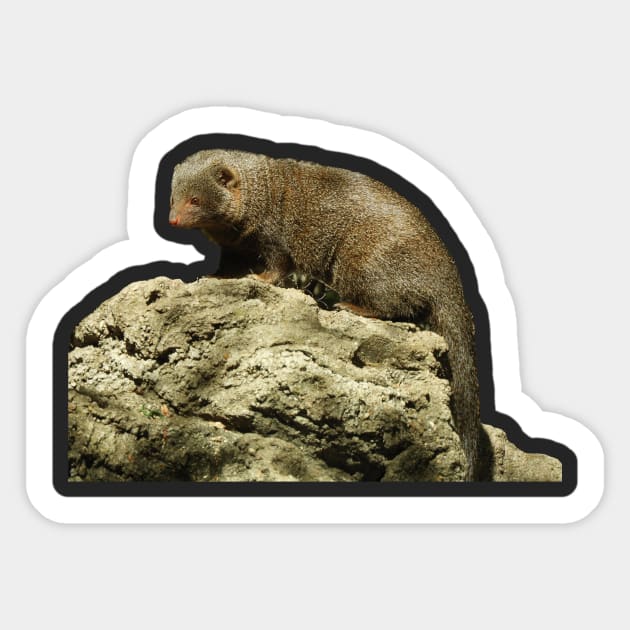 Dwarf Mongoose Sticker by Sharonzoolady